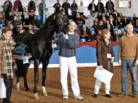 Prämienhengst Fürst Donau - Foto: Presseagentur M&K, Ulrike Beelitz