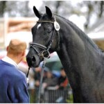 Prämienhengst Fürst Donau - Foto: Presseagentur M&K, Ulrike Beelitz