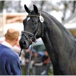 Prämienhengst Fürst Donau - Foto: Presseagentur M&K, Ulrike Beelitz